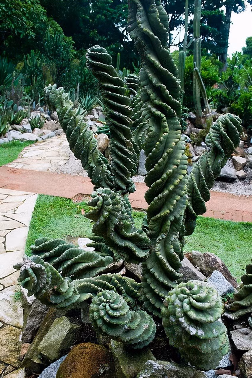 Không biết mọi người thì sao nhưng nếu bắt gặp cây cảnh xương rồng lốc xoáy già này này giữa đêm, chắc chắn tôi sẽ rùng mình sợ hãi và co giò bỏ chạy mất. Ảnh minh họa Toutiao 