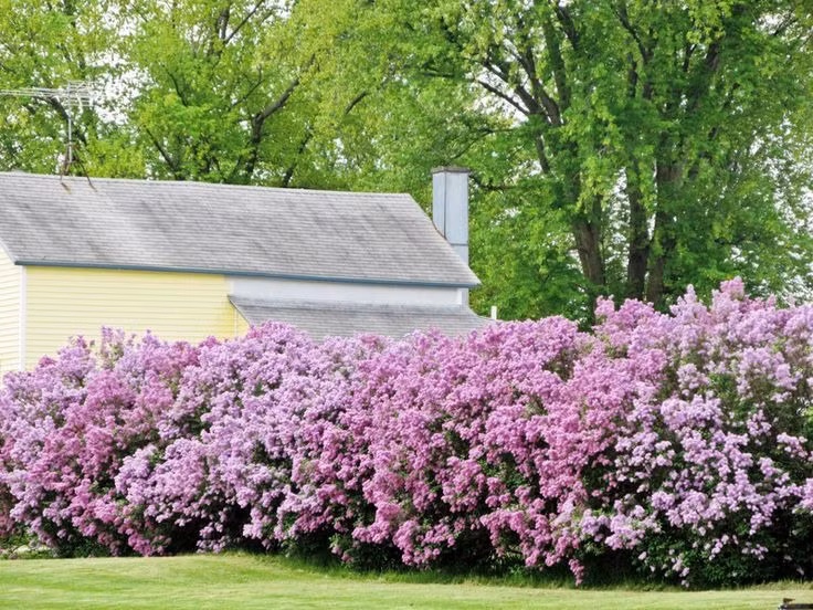  Mỗi bông hoa có 4 cánh tượng trưng cho 4 niềm vui lớn trong đời hoặc 5 cánh tượng trưng cho việc tìm thấy tình yêu đích thực. Tử đinh hương trắng có hương thơm dịu ngọt và sâu lắng đến độ tinh khiết nhưng lại rất mau úa tàn nên nó trở thành biểu tượng của tuổi thanh xuân, lứa tuổi mà khoảng thời gian tươi đẹp và thú vị đó không có tiền bạc nào mua được cũng như không có quyền lực nào chi phối, thay đổi được.