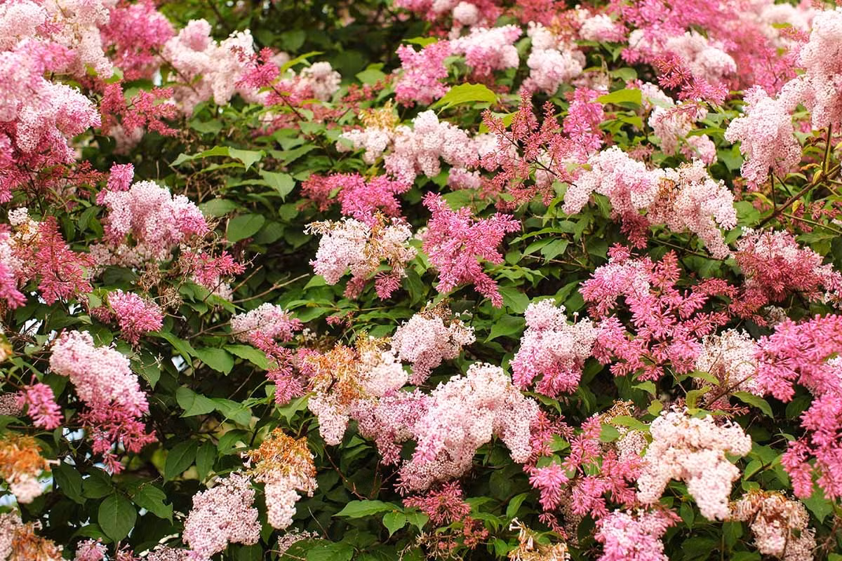  Hương thơm phong phú và độc đáo, vương vấn quanh cây. Đi dưới gốc tán tử đinh hương, hương thơm xộc thẳng vào mũi khiến toàn thân bạn cảm thấy dễ chịu, sảng khoái. Đứng dưới gốc cây, vuốt ve những bông hoa nhỏ mềm mại, hương thơm lập tức tràn vào tay áo, đọng lại trong lòng, khiến bạn cảm thấy dễ chịu. Ảnh minh họa gardenerspath 