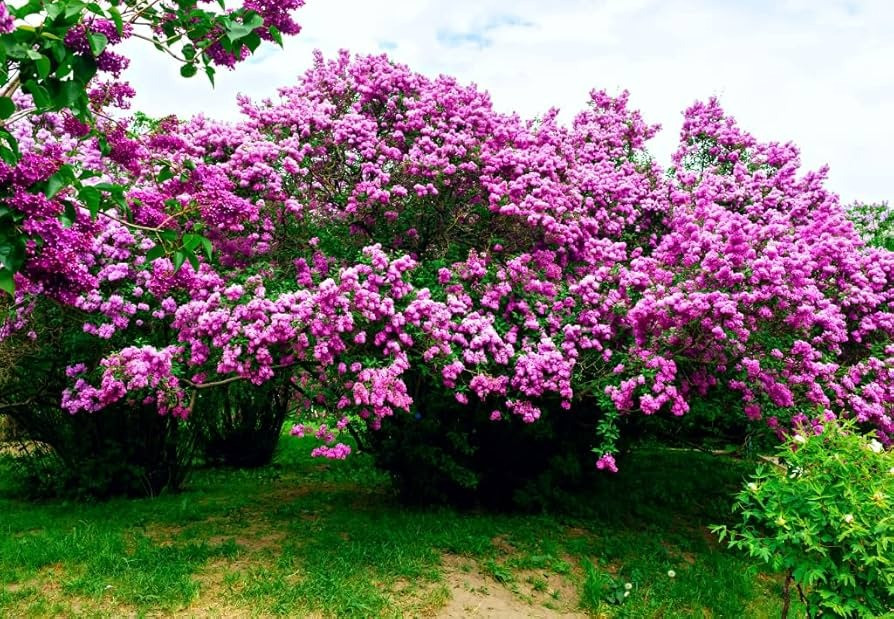 Đối với nhiều người, tử đinh hương tím là biểu hiện của những cảm xúc thú vị, choáng ngợp khi mối tình đầu bộc lộ một cách e lệ và thơ mộng. 