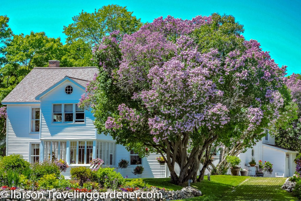  Nhiều người dân vùng thôn dã châu Âu thường kiêng kỵ đem hoa tử đinh hương vào nhà, đặc biệt là đối với các hoa màu trắng vì họ cho là chúng liên hệ đến cái chết. Ảnh minh họa travelinggardener