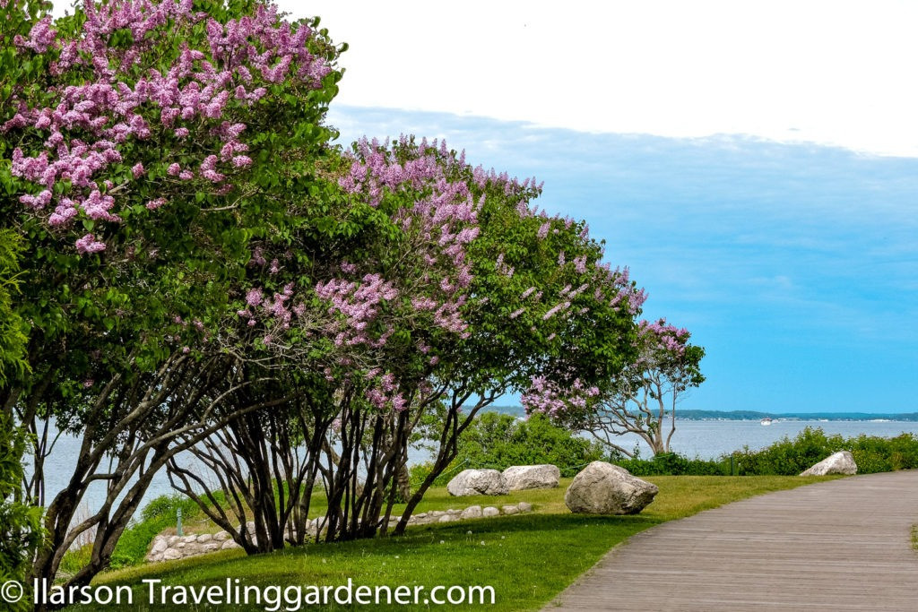 Loài hoa này có ba màu chính hồng, trắng, tím. Sau này, nhờ sự tiếng bộ của kỹ thuật ghép và nhân giống, loài hoa này có thêm màu xanh lợt, xanh đậm và màu kem, màu hồng nhạt, hồng tím …Ảnh minh họa travelinggardener 