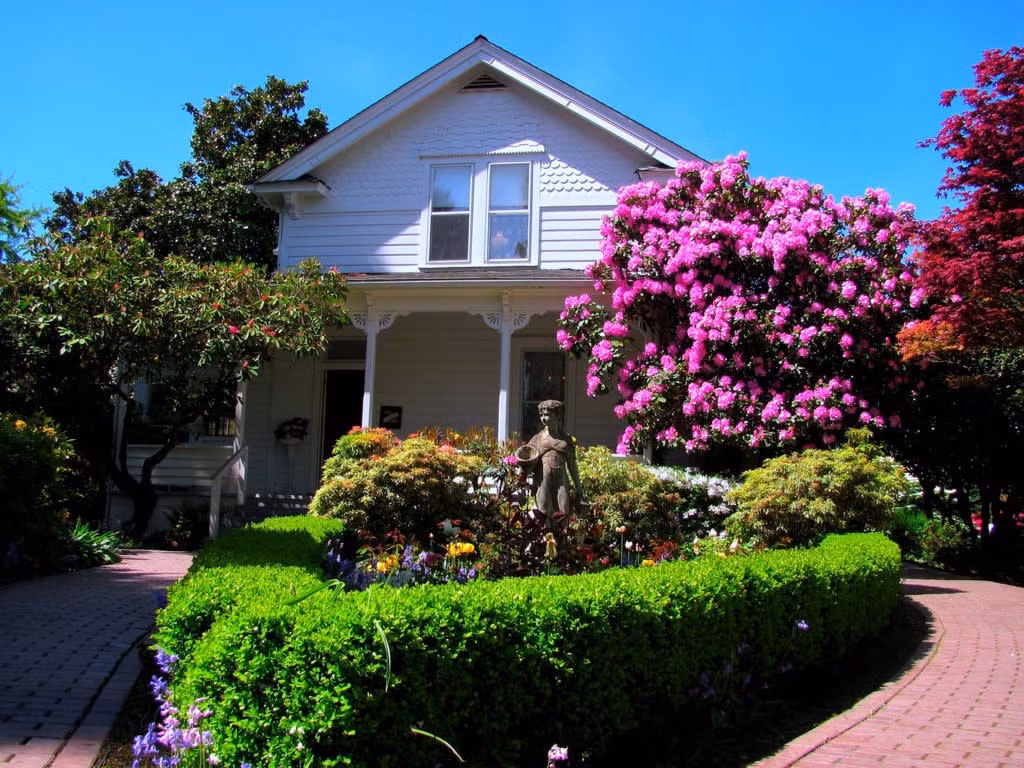 Đồng thời tưới nước trong thời gian hạn hán kéo dài. Cho ăn hàng năm bằng phân bón cân đối, không có hàm lượng nitơ cao. Tạo cho chúng không gian hợp lý khi trồng nhiều bụi và cắt tỉa hàng năm.