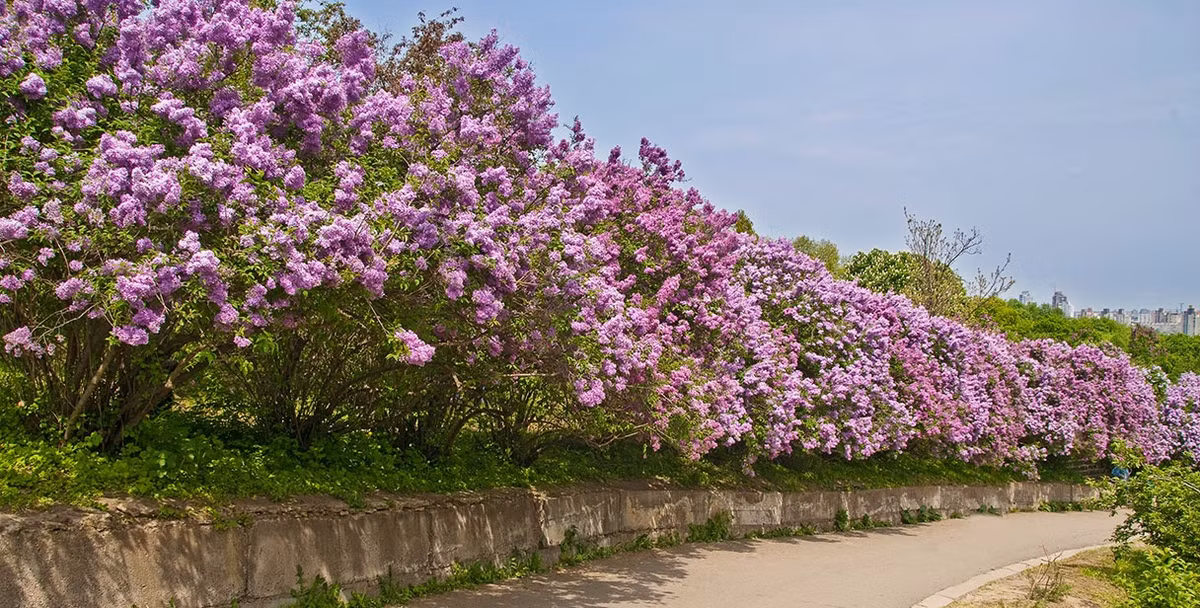  Dù không phải là môi trường lý tưởng cho loài hoa này nhưng chúng vẫn có thể phát triển và tặng bạn những chùm hoa trĩu nặng. Để đảm bảo hoa nở nhiều và phát triển rực rỡ, hoa tử đinh hương trong chậu cần có thùng chứa lớn và bảo dưỡng thường xuyên để kiểm soát bộ rễ của chúng. Đồng thời nên sử dụng các giống cây trồng nhỏ hoặc lùn phù hợp với kích thước có thể quản lý được. 