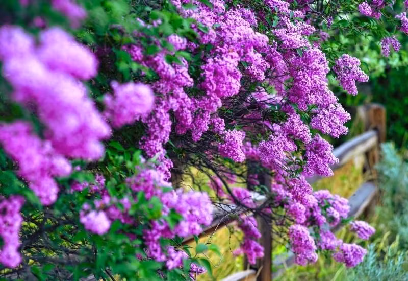 Như một cô gái trẻ khoác bộ váy thanh xuân nhảy múa khiến người ngắm nhìn cảm thấy vui vẻ, phấn chấn. Đây là thời điểm để bạn trồng cho mình vài khóm tử đinh hương để ngắm hoa vào mùa xuân. 