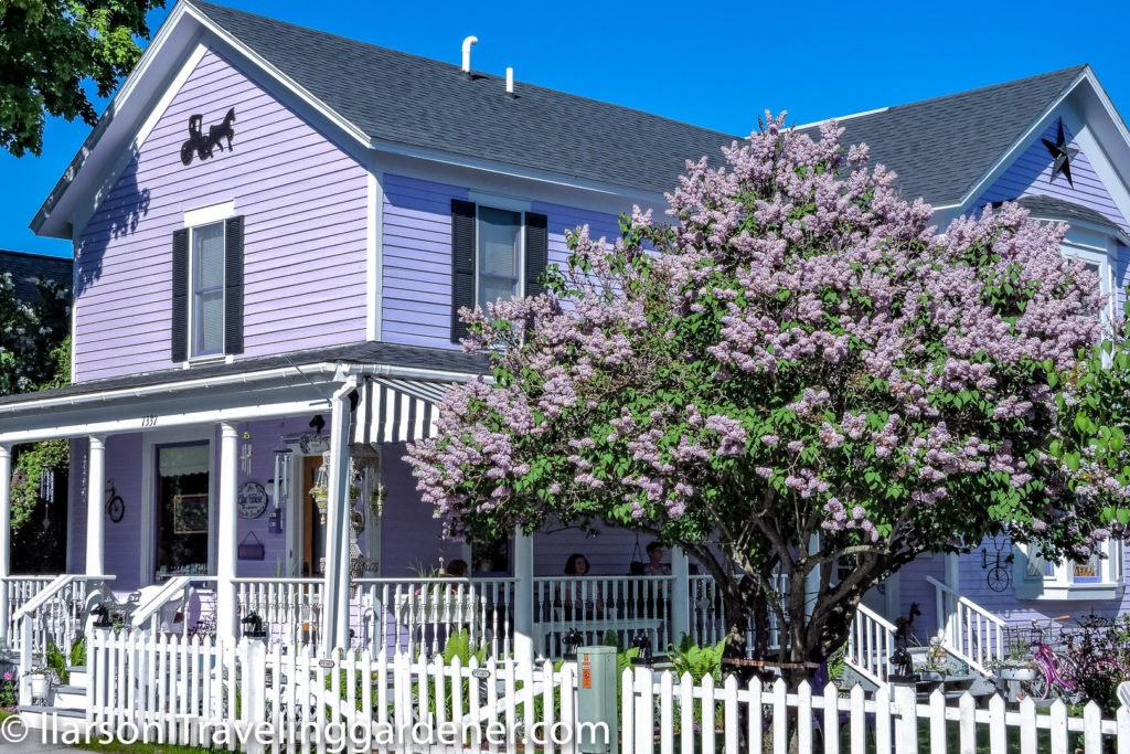  Tử đinh hương là cây bụi nhưng khi phát triển lâu năm có thể trở thành cây thân gỗ. Cây bụi trưởng thành có thể đạt chiều cao 8-9m và chiều rộng tương đương, mang đến một cảnh tượng rực rỡ và hương thơm nồng nàn khi nở rộ. Ảnh minh họa travelinggardener