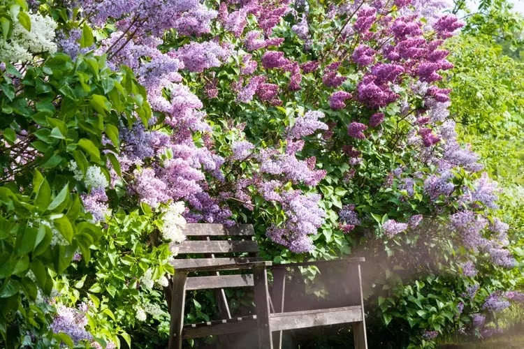  Tuy nhiên, ngày nay, tử đinh hương lại đại diện cho tình yêu nồng nàn, lãng mạn. Ngôn ngữ của loài hoa này là "Càng gần em dài lâu, anh càng yêu em nồng nàn. Ảnh minh họa getty images