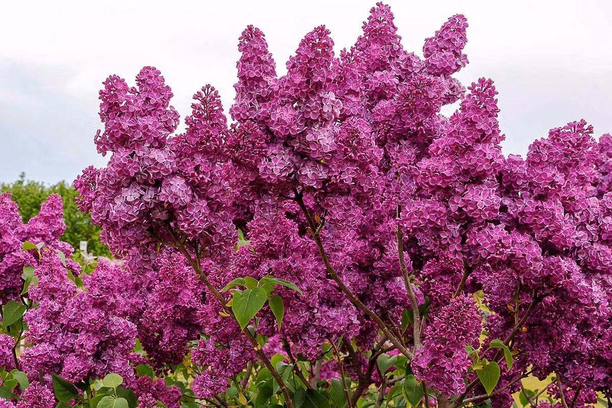  Tử đinh hương không có vẻ duyên dáng, kiêu sa của hoa mẫu đơn hay vẻ rực rỡ của hoa hồng cũng không nồng nàn như hoa nhài vàng mà mang vẻ đẹp thanh lịch, quyến rũ, tự nhiên và tươi tắn. Ảnh minh họa gardenerspath