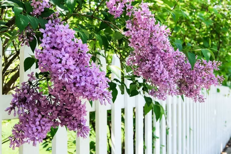  Đối với nhiều người, màu tím tử đinh hương mang vẻ u buồn. Ở quê hương của tử đinh hương có câu ngạn ngữ cổ: “Cô gái nào cầm hoa tử đinh hương sẽ không bao giờ được mang nhẫn cưới”. Cũng có tục lệ rằng trao tặng một cành tử đinh hương cho người yêu như một cách nói tế nhị rằng mối quan hệ của hai người đã chấm dứt. Ảnh minh họa getty images 