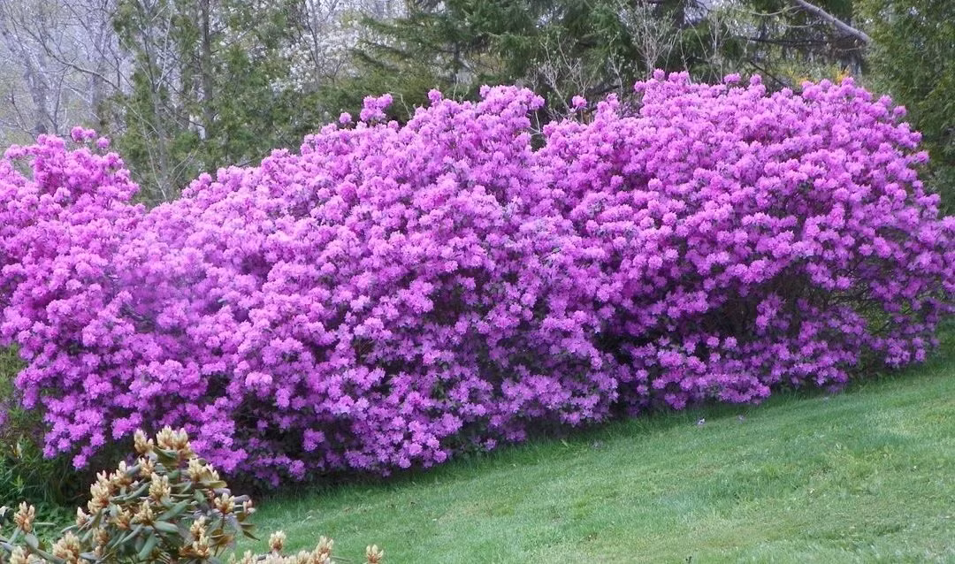 Đây là cây cảnh xinh đẹp, lộng lẫy được ưa thích trong những năm gần đây: Tử đinh hương. Loài hoa này nở vào mùa xuân, phô diễn vẻ đẹp không khiêm nhường. Ảnh minh họa careforplant