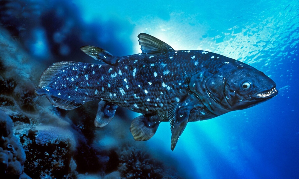 Cá vây tay Tây Ấn Độ Dương được liệt kê là loài cực kỳ nguy cấp theo Sách đỏ IUCN