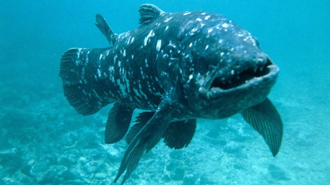  Cá vây tay Tây Ấn Độ Dương ăn nhiều loại cá cùng động vật chân đầu, bao gồm mực ống và mực nang