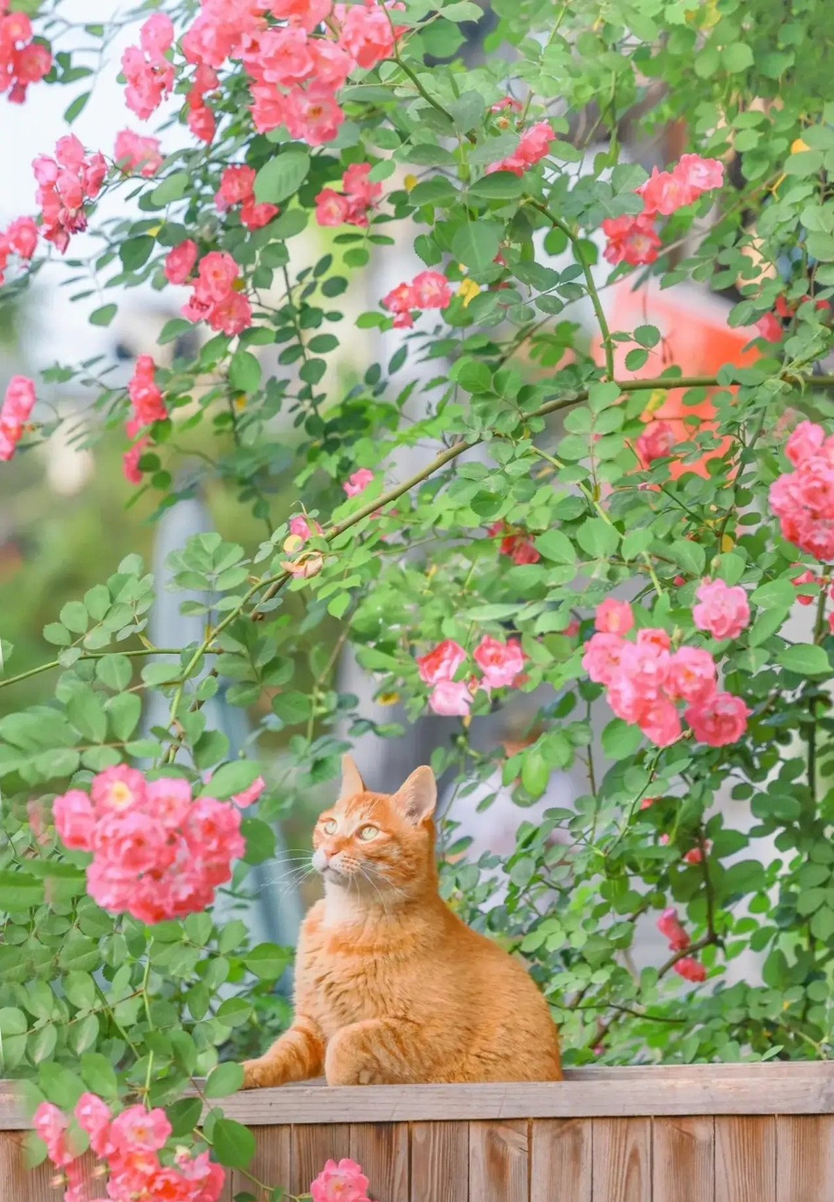 Co nhan noi: '6 diem lanh den cua, gia dinh don tin vui'-Hinh-3