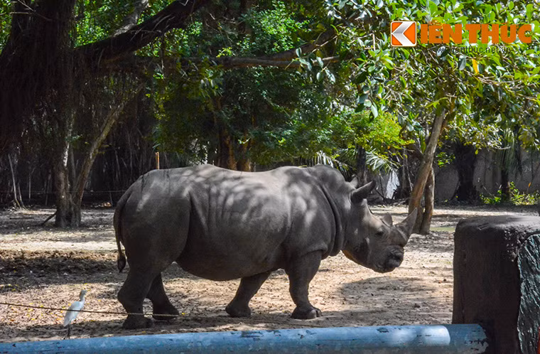 Tê giác 1 một sừng. Được biết mỗi con tê giác ở vườn thú trong KDL Đại Nam được mua với giá hơn 1 tỷ đồng.