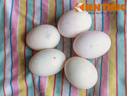 Bên ngoài vỏ trứng có những lỗ nhỏ màu đen. Ảnh: Nguyễn Văn Hà.