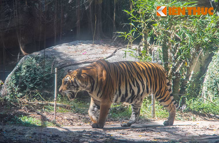 Trong vườn thú này còn có những loài động vật quý hiếm khác như hổ Đông Dương...