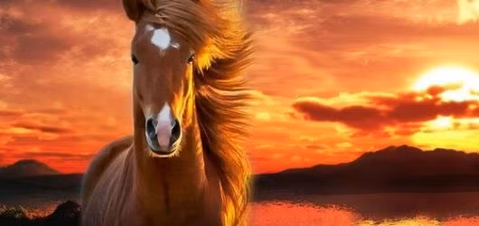 Trong năm nay, thần tài luôn chiếu cố bên cạnh tuổi Ngọ, vì vậy nếu nắm bắt được thời cơ thì hãy giữ thật chặt, cuối năm có người đổi đời.