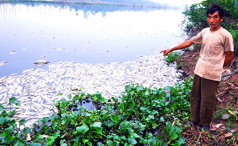 Ông Nguyễn Văn Bút (63 tuổi, chủ hộ nuôi cá trên sông Châu Giang, xã Tiên Phong, huyện Duy Tiên, tỉnh Hà Nam) buồn bã nói: "Mới ngày hôm trước, cá đồng loạt nổi lên mặt nước ngáp. Sang ngày hôm sau, cá phơi bụng trên mặt nước. Nhìn cá chết cứ như có ai đó đâm vào tim, gan mình vậy, nhưng bất lực... Để đảm bảo cho môi trường trong sạch, chúng tôi phải thuê người vớt cá lên bờ cho lợn ăn nhưng không xuể".