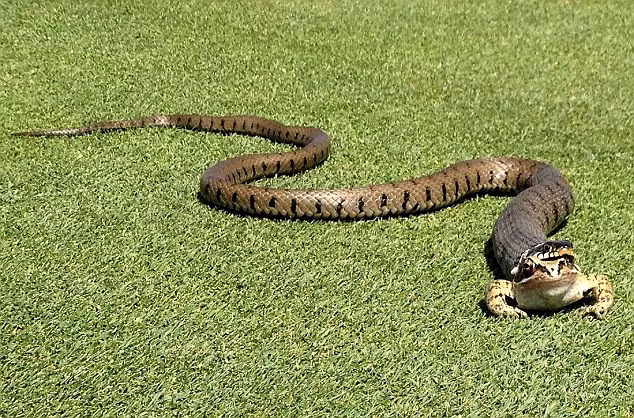 Ông Lindsey Henniker-Heaton, 68 tuổi, và người bạn đã phát hiện một con rắn đang cố gắng nuốt chửng con ếch trên bãi cỏ gần lỗ 17 của sân golf Thornbury ở Nam Gloucestershire, Anh.