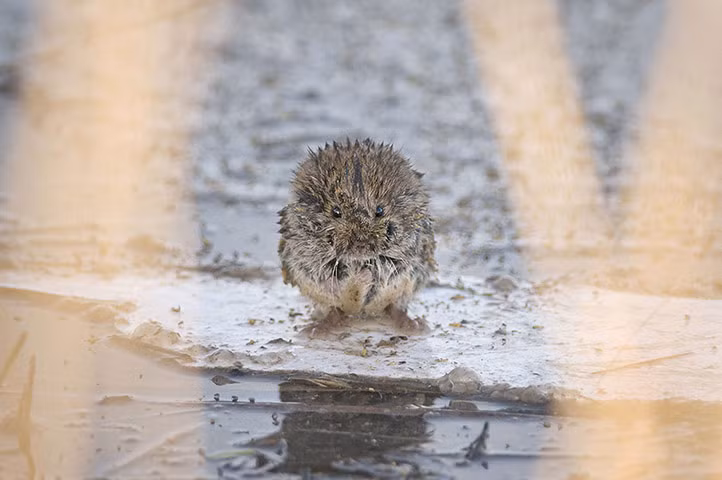 Một con chuột đồng đứng trên tấm nhựa sau khi nó thoát khỏi dòng nước lũ trên sông Severn ở Aust Warth, Anh.