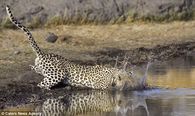 Báo gấm lao xuống khiến nước bắn tung tóe.