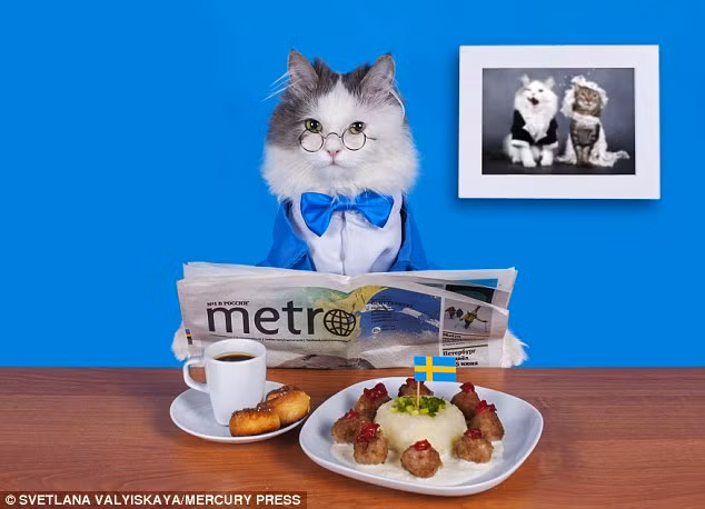 Chú mèo này thư thái đọc báo trước khi thưởng thức bữa tối.