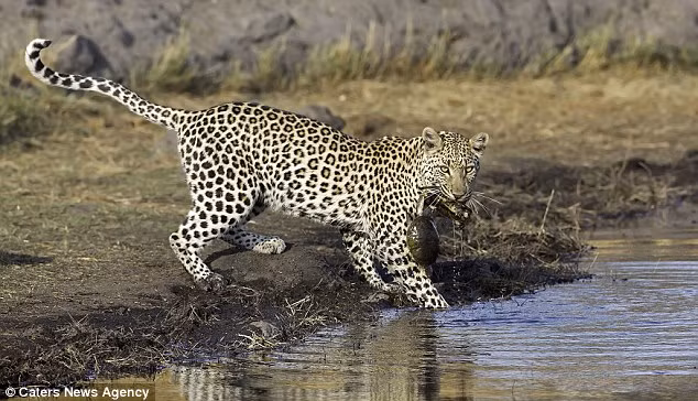 Chiến lợi phẩm của báo gấm sau cuộc tấn công là 2 con rùa nhỏ.