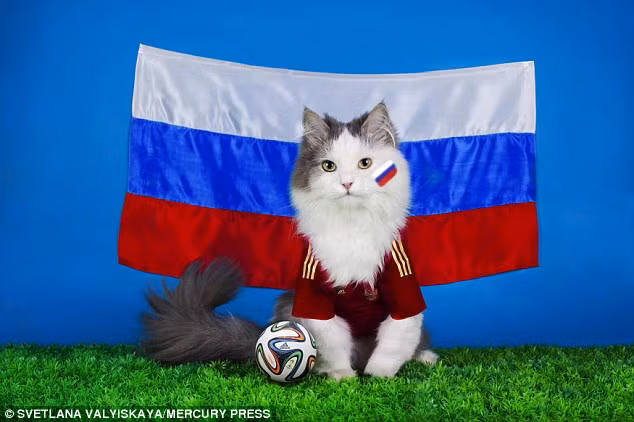Mèo hóa thân thành một cậu thủ bóng đá bên cạnh lá cờ Nga.