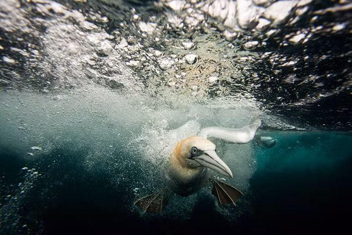 Chim ó biển lặn xuống nước để bắt cá ở ngoài khơi Shetland, Anh.