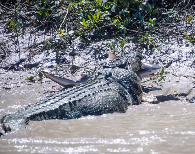 Sau một hồi vận lộn dưới nước, cá sấu khổng lồ đã ngoặm chặt cá mập bò và di chuyển lên bờ.