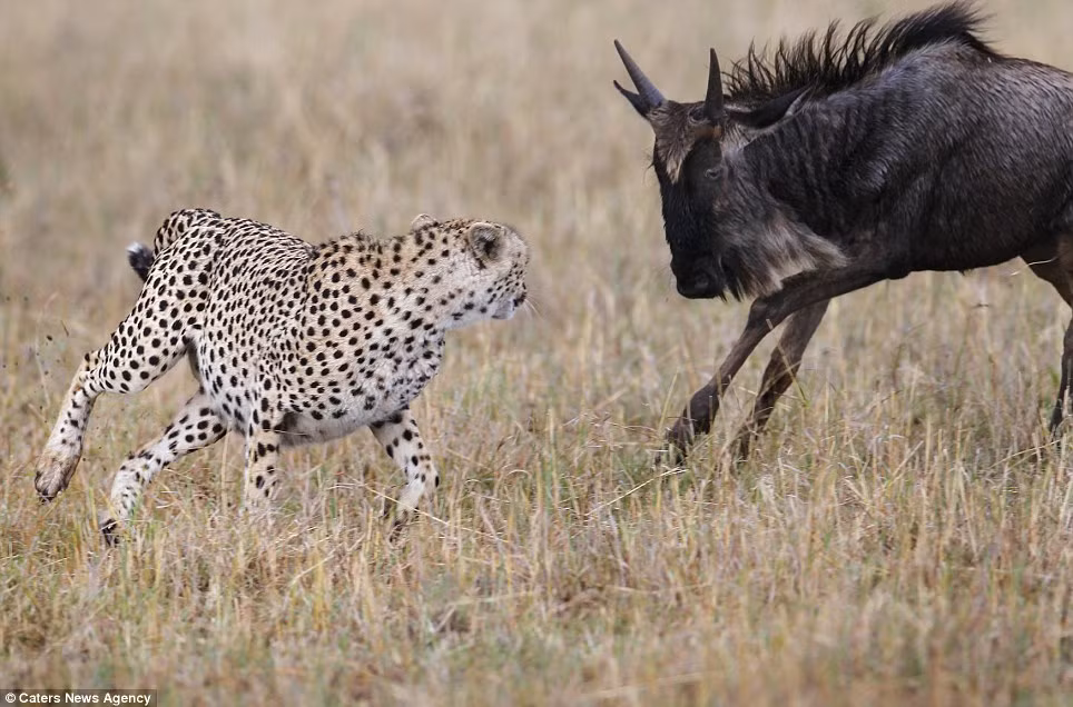 Không hề sợ hãi, linh dương đầu bò lao thẳng về phía báo đốm đang vờn quanh nó.