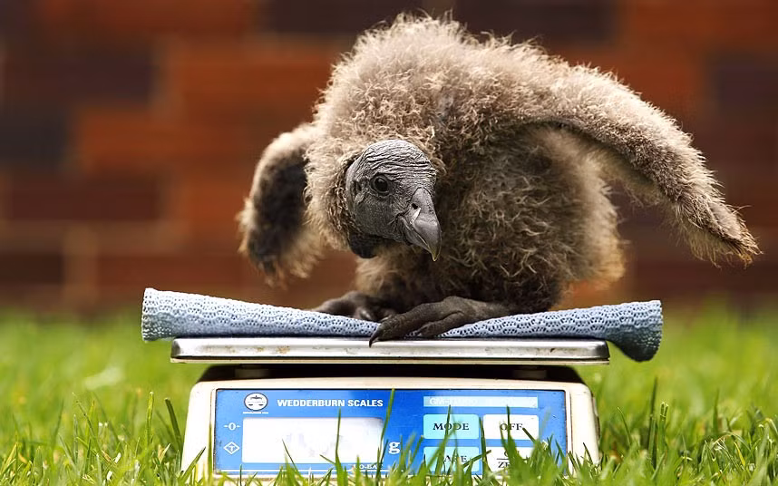 Kền kền 4 tuần tuổi được kiểm tra trọng lượng tại vườn thú Taronga ở Sydney, Australia.