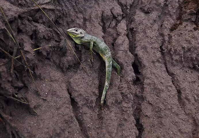 Thằn lằn mắc kẹt trong tro phun trào từ núi lửa Sinabung ở tỉnh North Sumatra, Indonesia.
