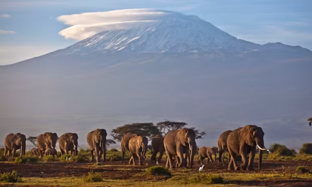 Đàn voi thong thả đi kiếm ăn dưới ánh nắng bình minh gần núi Kilimanjaro trong vườn quốc gia Amboseli, Tanzania.