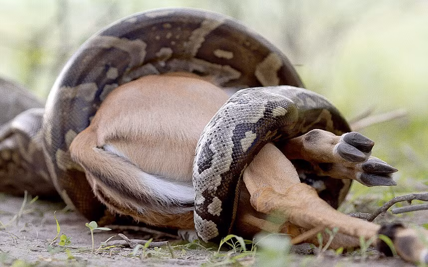 Con trăn khổng lồ, dài 2.5m nuốt gọn linh dương châu Phi vào bụng chỉ trong thời gian 45 phút.
