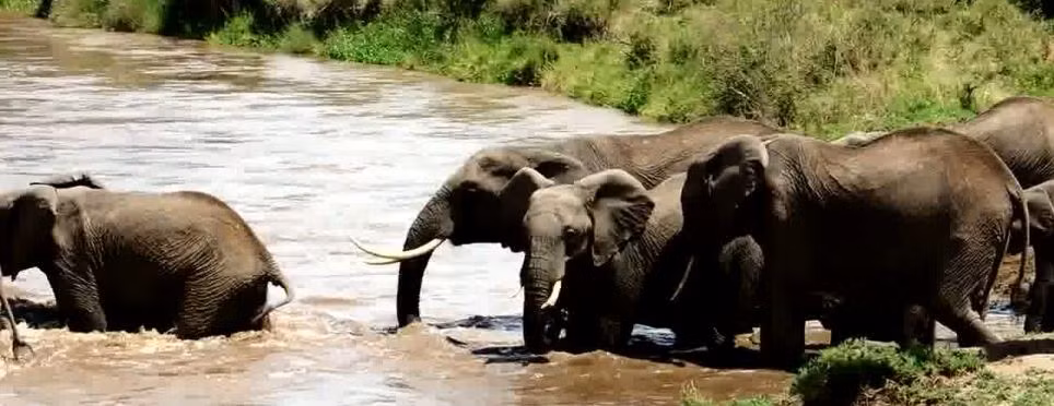 Đàn voi bắt đầu đi qua dòng nước chảy xiết dưới sông Ewaso Nyiro ở Kenya...