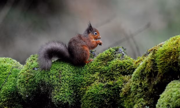Sóc đỏ đứng trên một bức tường đá trong rừng Kielder Forest, Northumberland, Anh.