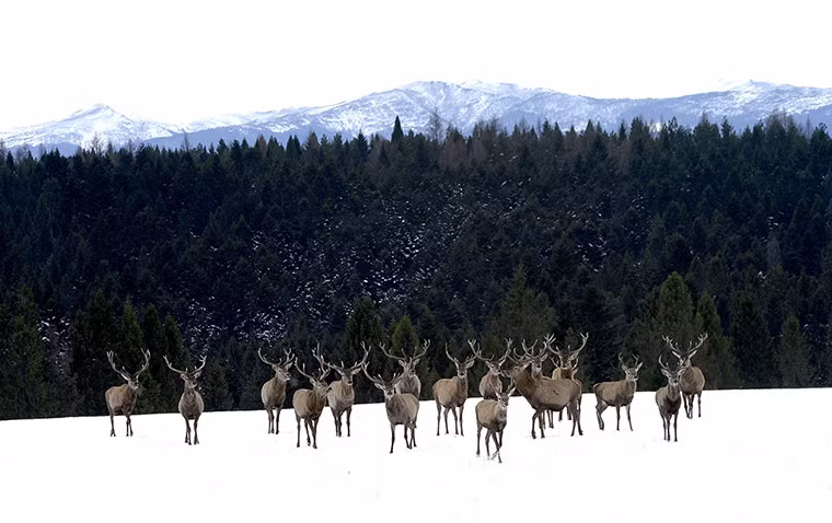 Đàn hươu đứng trên cánh đồng bao phủ đầy tuyết ở Michniowiec, Ba Lan.