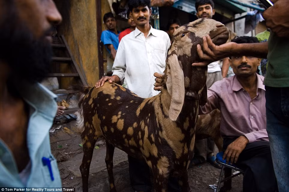 Mọi người mua bán dê tại khu ổ chuột Dhavari.