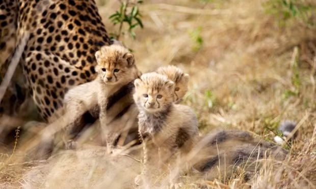 Ba chú báo con chơi cùng mẹ trong khu bảo tồn động vật hoang dã ở Maasai Mara, Kenya.