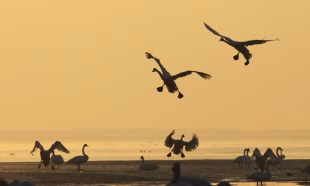 Thiên nga bay dưới nắng sớm tại thành phố Vinh Thành, tỉnh Sơn Đông, Trung Quốc.