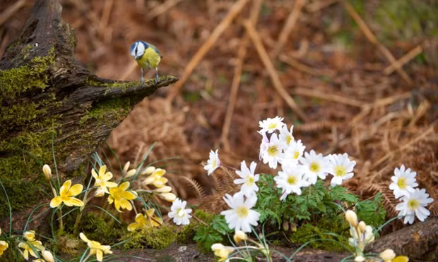 Chim sẻ ngô xanh đậu trên gốc cây cạnh những bông hoa mùa xuân đang nở ở Corwen, Wales.