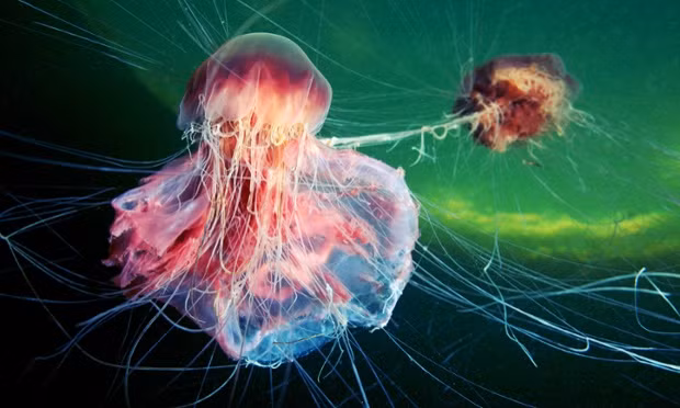 Sứa sư tử ăn thịt sứa mặt trăng ở Biển Trắng, Nga.