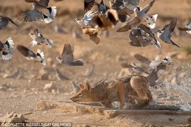 Chó rừng lao thẳng vào đàn gà gô đang tập trung quanh hố nước, nhưng nó không vồ được con mồi nào.