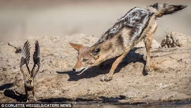 Chó rừng đã tập trung hết sức, nhưng chúng dường như thiếu sự xảo quyệt