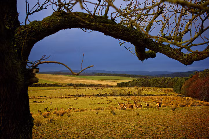 Hươu đỏ gặm cỏ trong trang trại hươu Jedforest ở khu vực biên giới giữa Anh và Scotland.