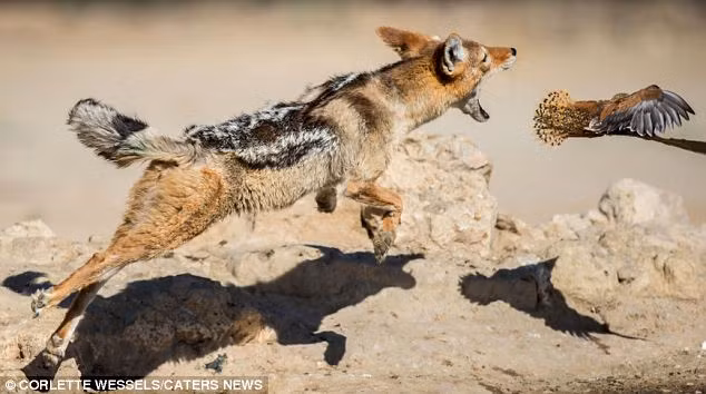 Chó rừng đớp hụt một con gà gô.