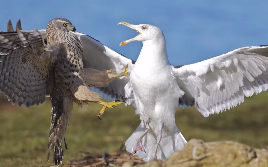 Chim mòng biển cố gắng cướp mồi của chim ó ở Orre, Na Uy.