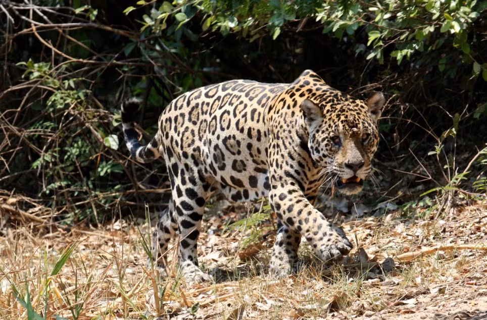 Báo gấm lảng vảng ở bờ sông bên này để chờ cơ hội tấn công cá sấu.