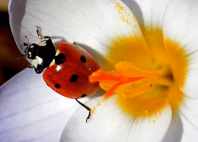 Bọ rùa nghỉ ngơi trên cánh hoa nghệ tây khi mùa xuân về ở Kleinmachnow, Đức.